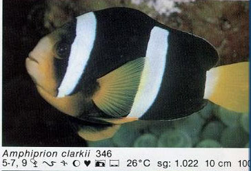 Amphiprion clarkii